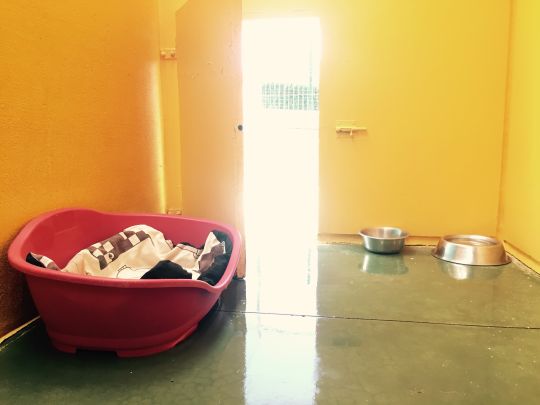 Habitación individual residencia canina Lardero