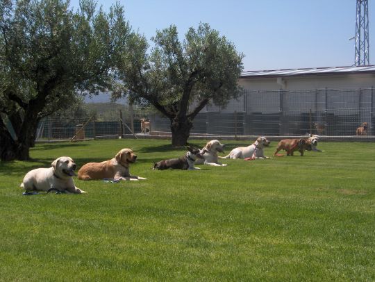 Perros en zonas verdes
