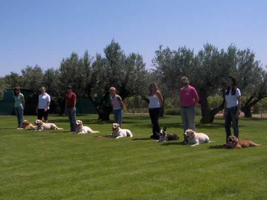 Escena de adiestramiento