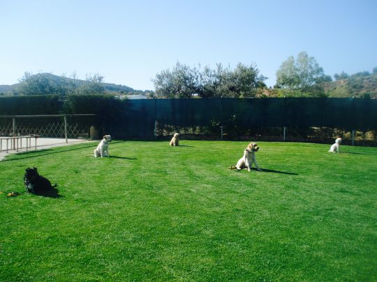 Escena de adiestramiento